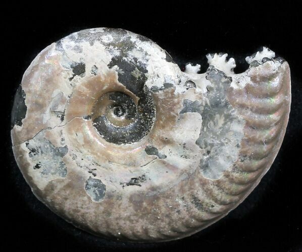 Iridescent Sublunduloceras Ammonite Fossil - Russia #34603